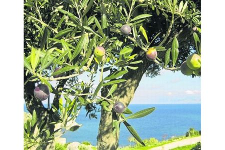 Ledergerben mit Olivenblättern