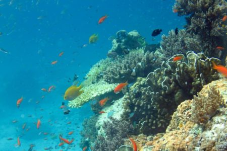 Erfolgsaussichten für Korallenriffe bewertet