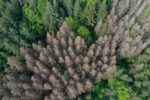 Waldmonitor: Geodaten zeigen starke Verluste in deutschen Wäldern