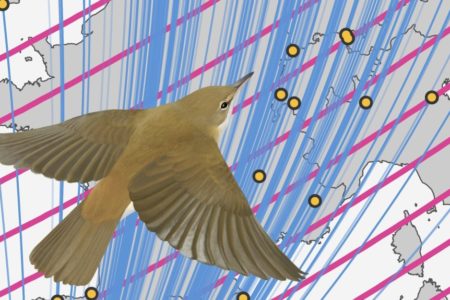 Singvögel finden Nistplatz mithilfe des Erdmagnetfelds