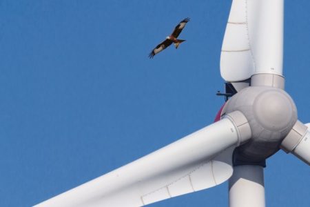Energiewende: So kommen Vogelschutz und Windkraft zusammen