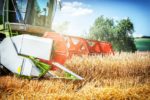 Ausfallende Weizenernte in Ukraine treibt Lebensmittelpreise hoch