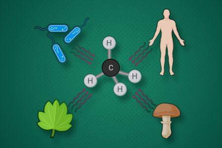 Biologie: Alles, was lebt, produziert Methan