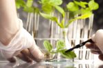 Neue Naturstoffklasse: Biosynthese von Substanz aus Blaualgen für Medizin und Landwirtschaft