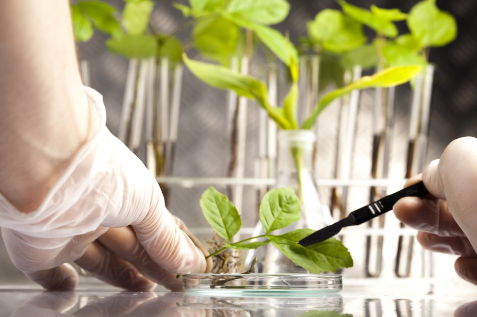 Neue Naturstoffklasse Biosynthese von Substanz aus Blaualgen für