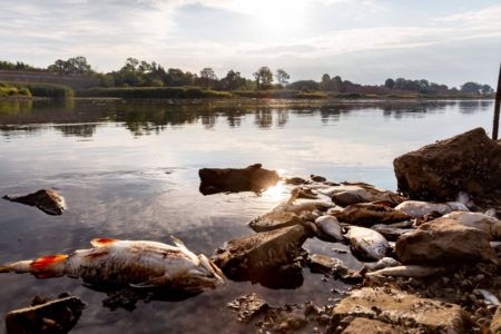 Fischsterben in der Oder – So läuft die Spurensuche