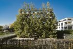 Botanik: Wenn Bäume Häuser designen