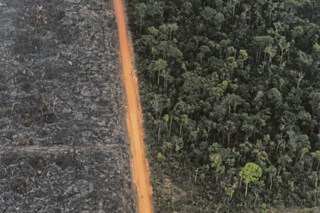 Importverbot für Produkte aus abgeholzten Regenwäldern nicht aufweichen
