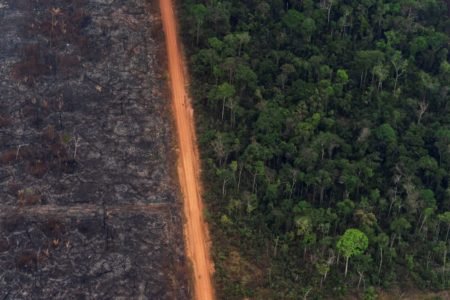 Urwälder: Importverbot für Produkte aus den Regenwäldern soll das Roden der Bäume stoppen