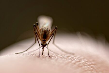 Klimawandel hat Folgen für die Gesundheit: Exotische Mücken im Anflug