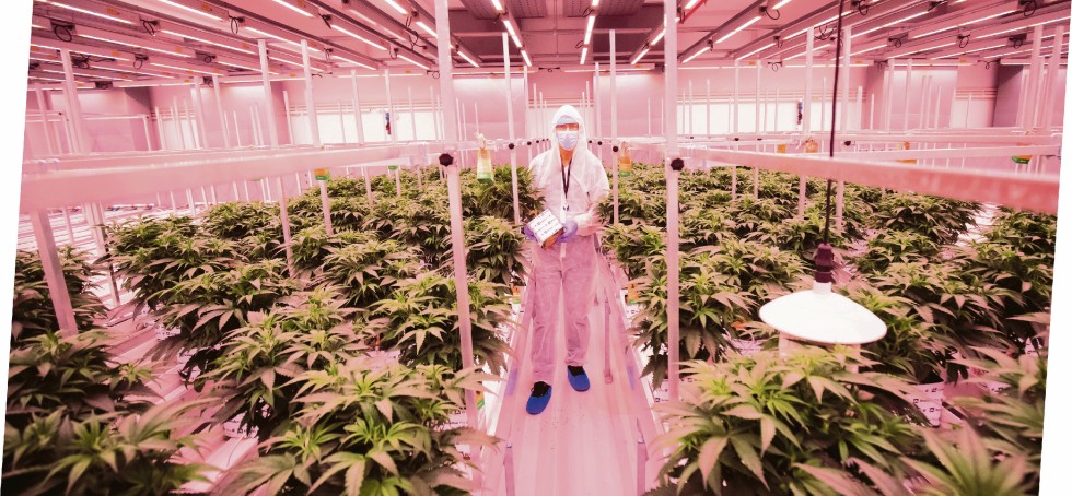 Für den Anbau von Cannabis ist ein grüner Daumen zu wenig