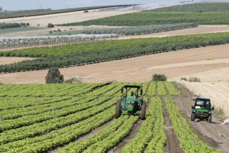 Grüne Wüste: Anbau von Salat, Wein und Weizen im Negev