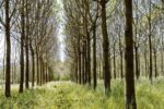 Exotisches Holz wächst nachhaltig nun auch in Deutschland