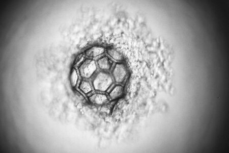 Biokompatible Mikrofasern als Gerüst für Organe effizient hergestellt