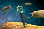 Mit Bakteriophagen gegen Krankenhauskeime: Chancen und Hürden im Überblick