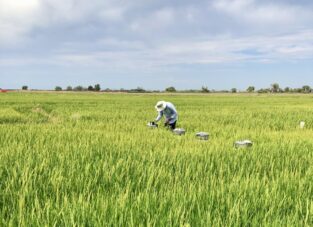 Aktueller Feldversuch in einem Reisfeld in den USA, in dem versucht wird, die Abundanz und Aktivität der Kabelbakterien zu stimulieren.