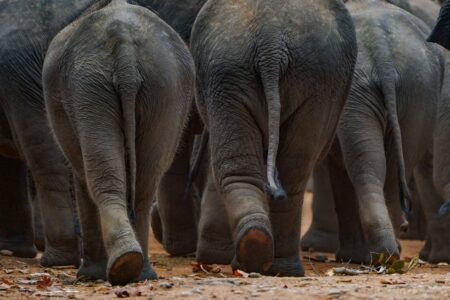 Wie man mit dem „Elefanten im Raum“ Blockaden und Tabuthemen im Betrieb beseitigt