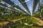 Wie Solar und Landwirtschaft in der Praxis zusammenkommen sollen