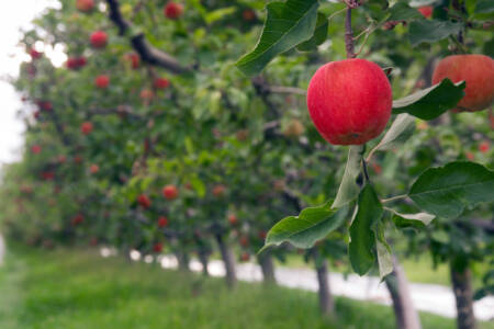 KI spürt Schädlinge auf Apfelbäumen zuverlässig auf