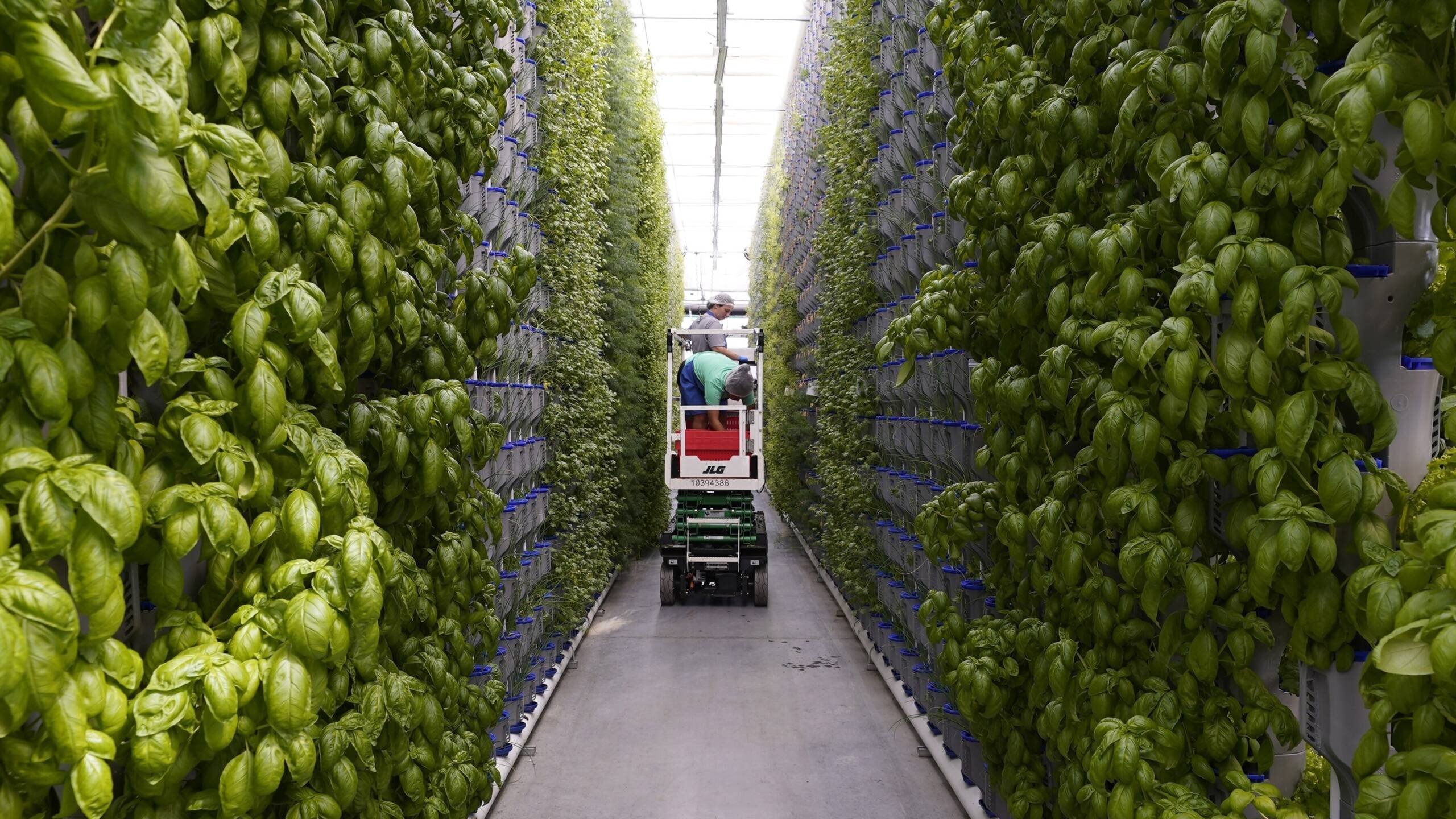kirschlorbeer dünger test Bio Kirschlorbeer Dünger 900g