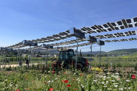 Agri-PV belebt Weinbau und Obstplantagen