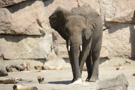 Berlins Elefanten kriegen ein neues Zuhause