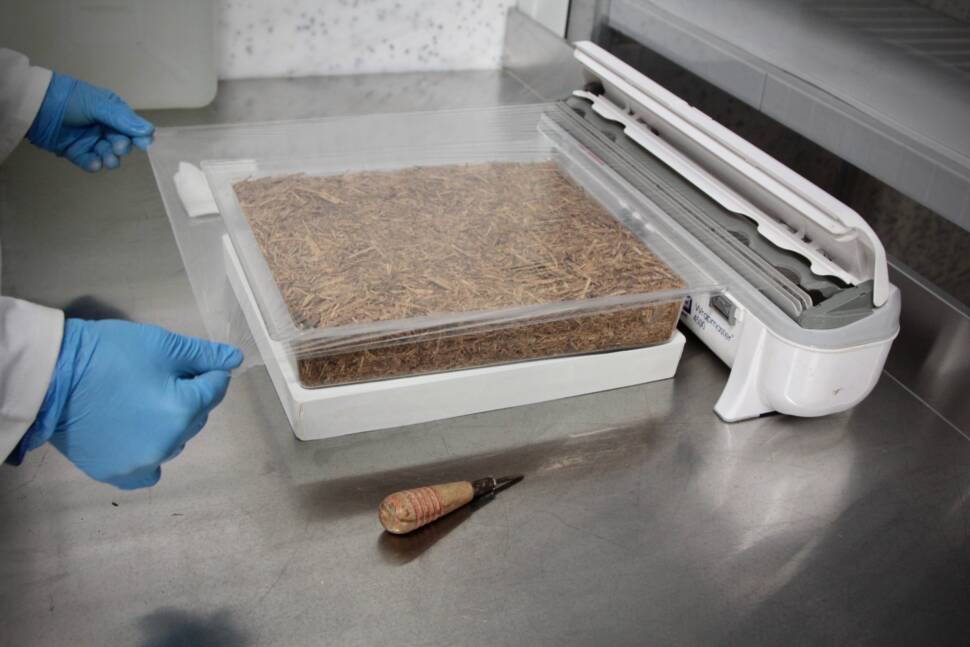 Mycolutions baut Schallschutzelemente aus Pilzmyzel und Stroh.