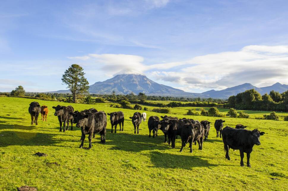Mehrere Kühe auf einer sehr großen Weide in Neuseeland.