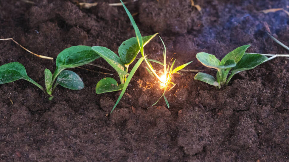 Laser trifft auf Unkraut und verbrennt die Pflanze